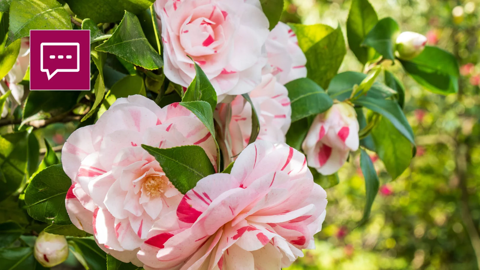 Eventi Villa Taranto - garden talks camelia