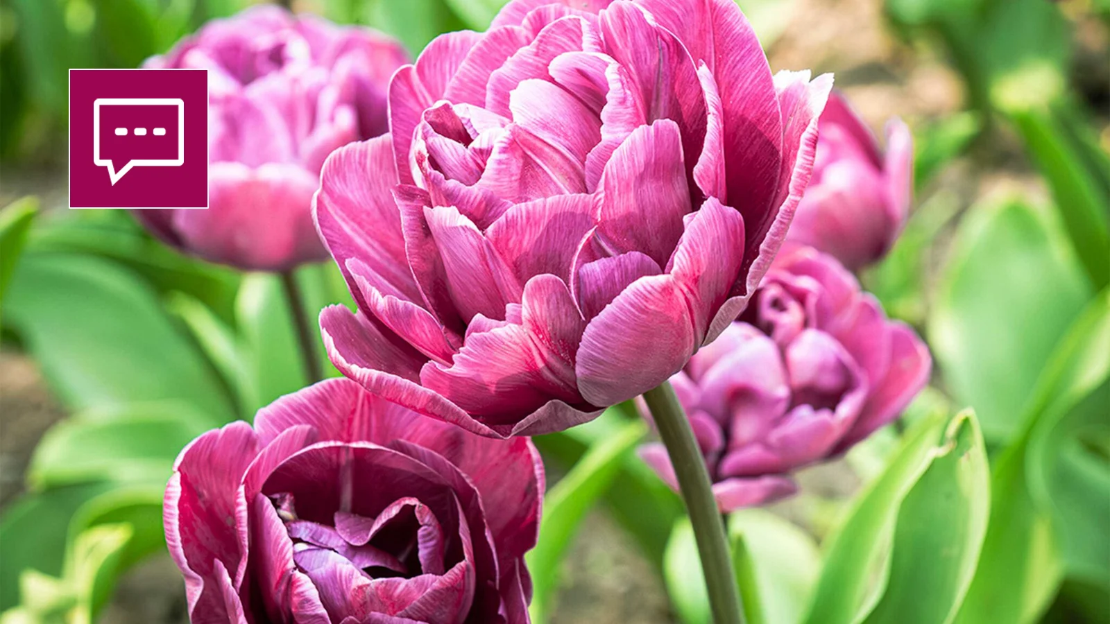 Eventi Villa Taranto - garden talks tulipani