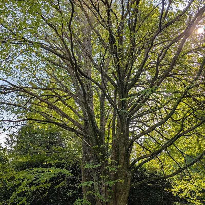 Cercidiphyllum japonicum_specie botaniche villa taranto (2)