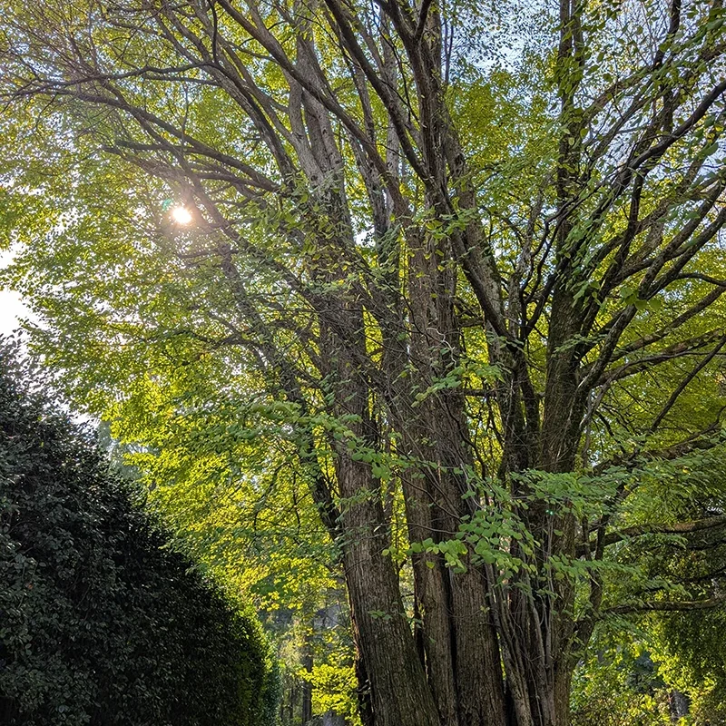 Cercidiphyllum japonicum_specie botaniche villa taranto (3)