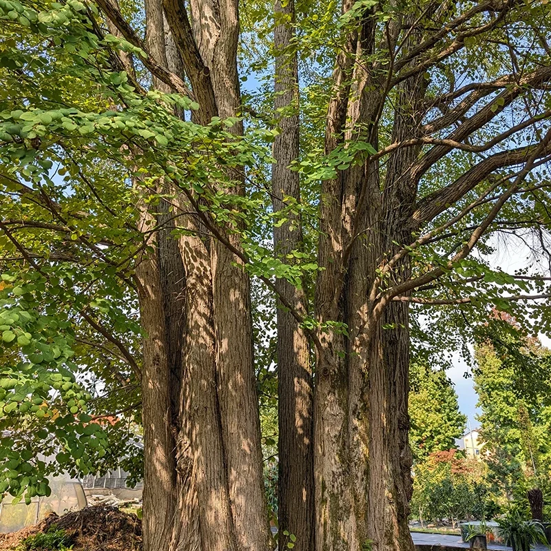 Cercidiphyllum japonicum_specie botaniche villa taranto (4)