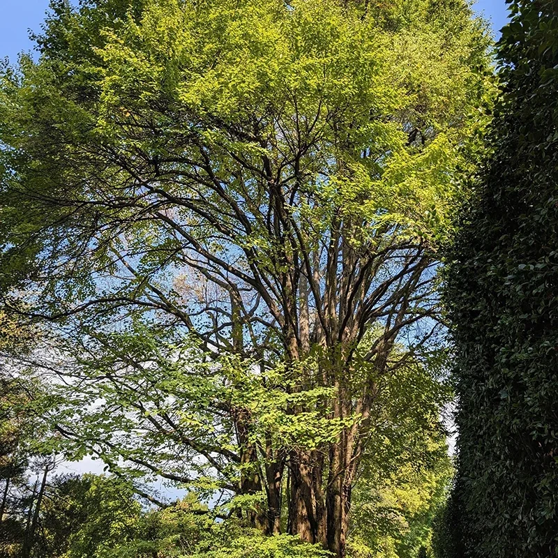 Cercidiphyllum japonicum_specie botaniche villa taranto (5)