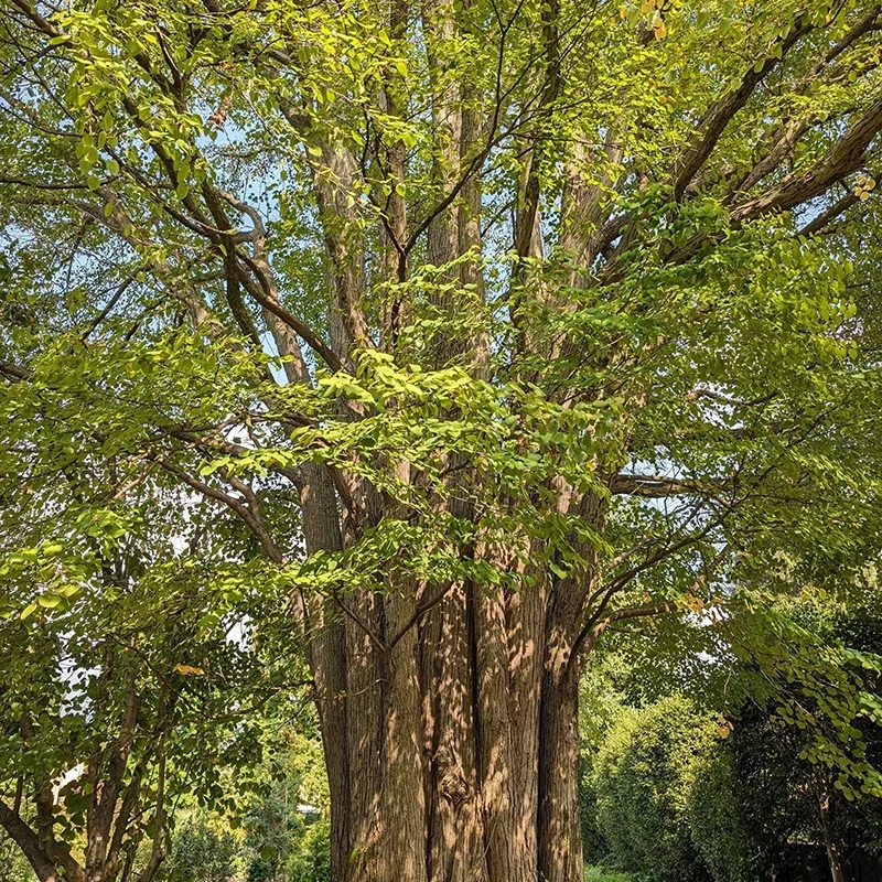 Cercidiphyllum japonicum_specie botaniche villa taranto (6)