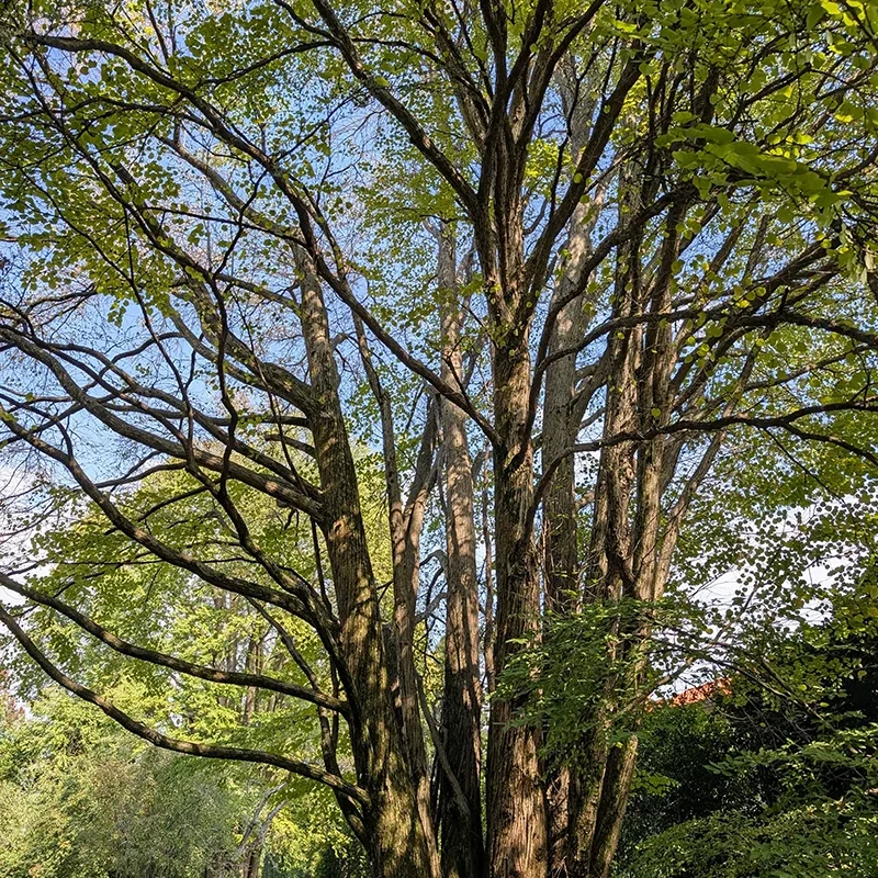 Cercidiphyllum japonicum_specie botaniche villa taranto (7)