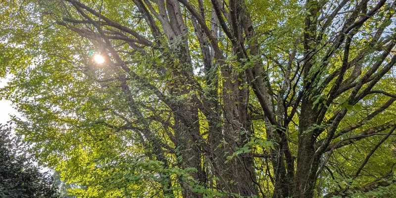 Cercidiphyllum japonicum_specie botaniche villa taranto
