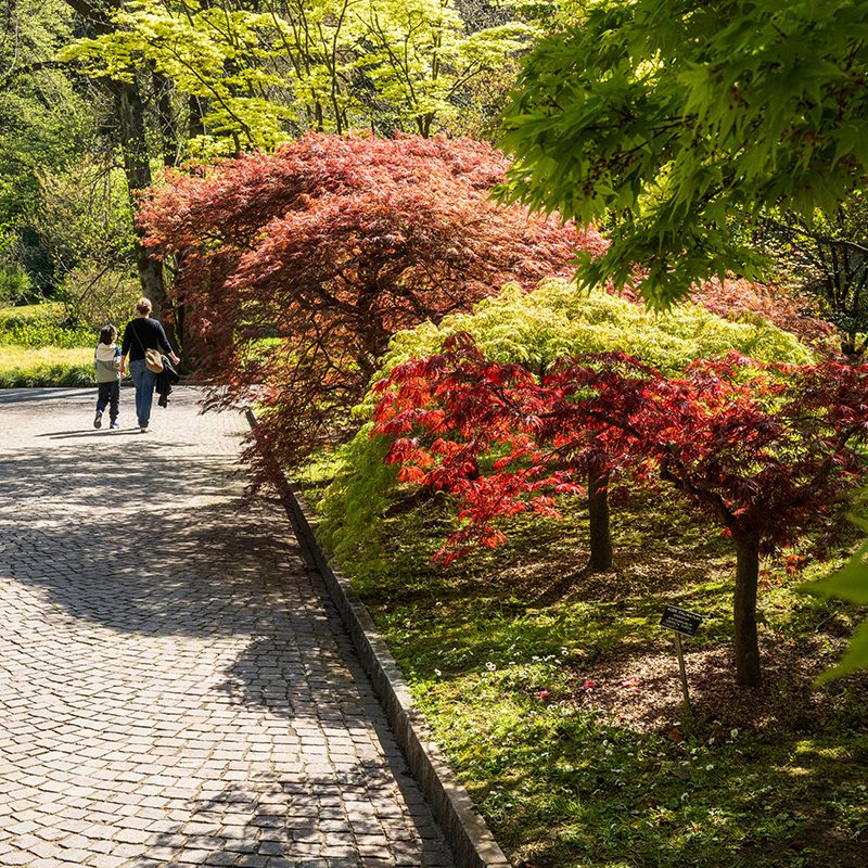 Villa Taranto_Giardini Botanici_viale dei larici