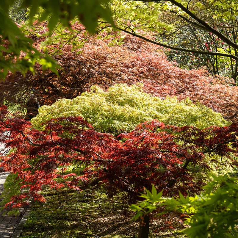 Villa Taranto_Giardini Botanici_viale dei larici