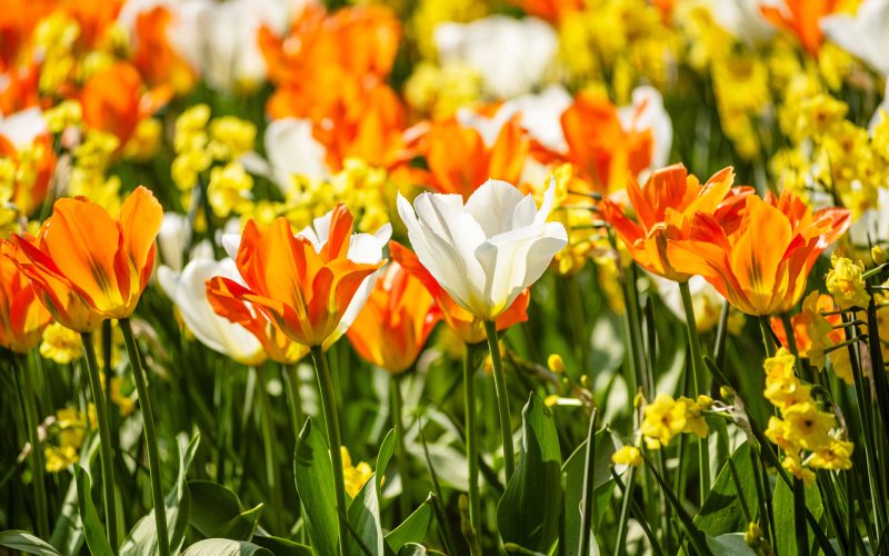 Villa Taranto_Giardini Botanici_tulipani