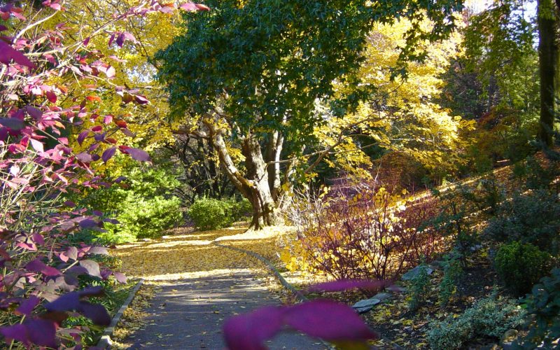 autunno ai giardini botanici di villa taranto (1)