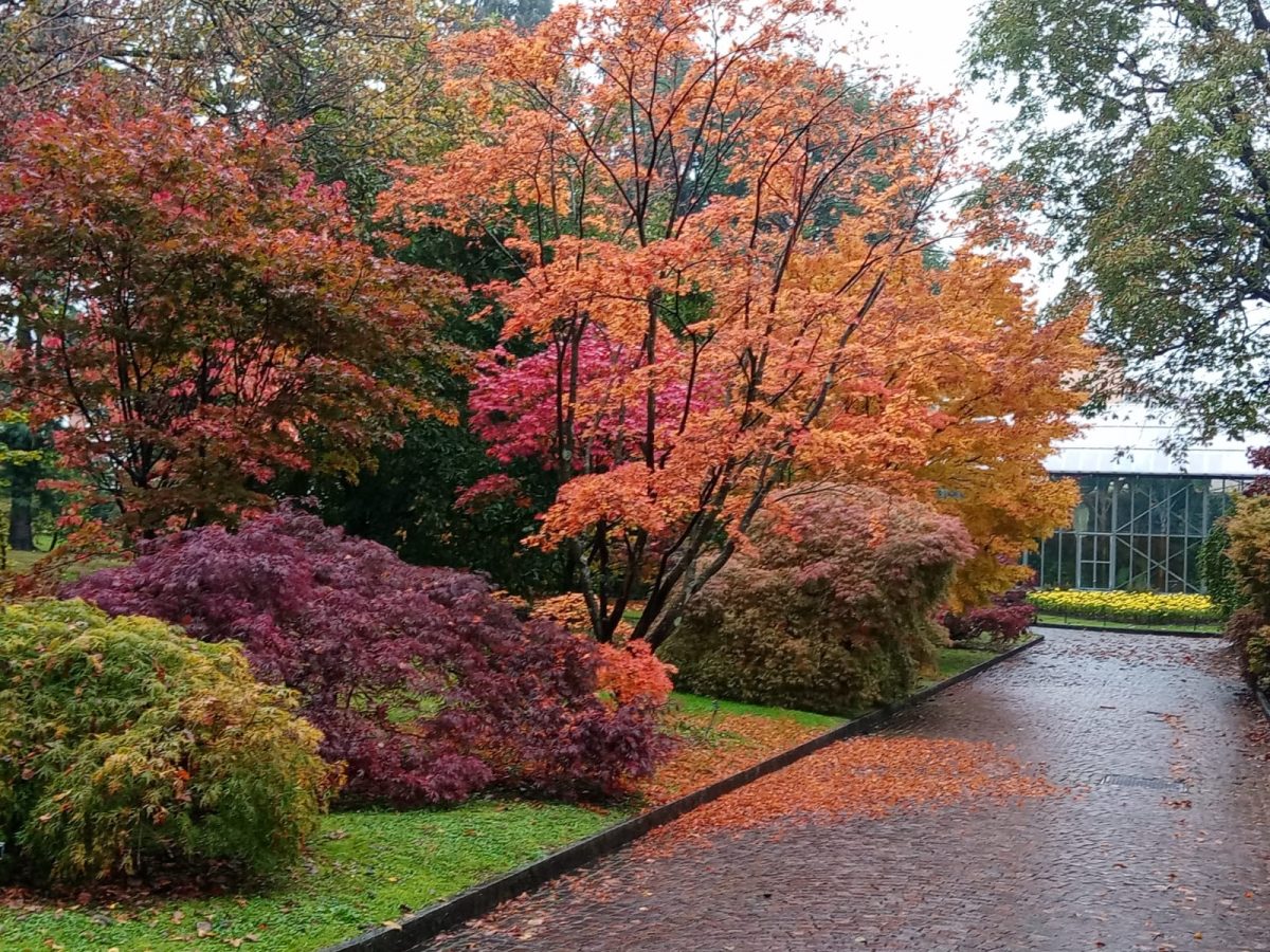 autunno ai giardini botanici di villa taranto (2)