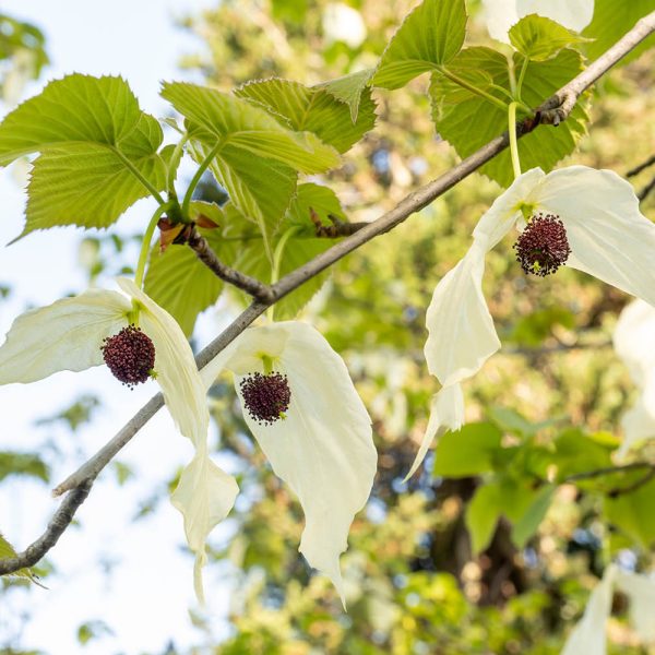 Villa Taranto_Giardini Botanici_Specie Botaniche Rare_DAVIDIA INVOLUCRATA