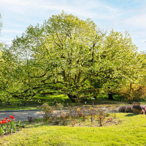 Villa Taranto_Giardini Botanici_Specie Botaniche Rare_DAVIDIA INVOLUCRATA