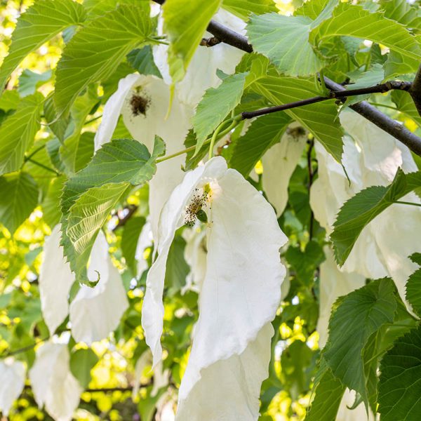 Villa Taranto_Giardini Botanici_Specie Botaniche Rare_DAVIDIA INVOLUCRATA