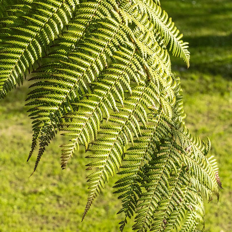 Villa Taranto_Giardini Botanici_Specie Botaniche Rare_DICKSONIA ANTARCTICA