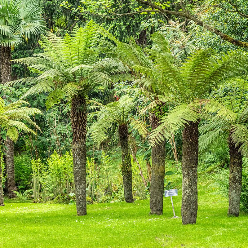 Villa Taranto_Giardini Botanici_Lago Maggiore