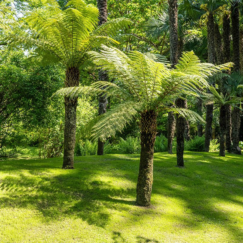 Villa Taranto_Giardini Botanici_Specie Botaniche Rare_DICKSONIA ANTARCTICA