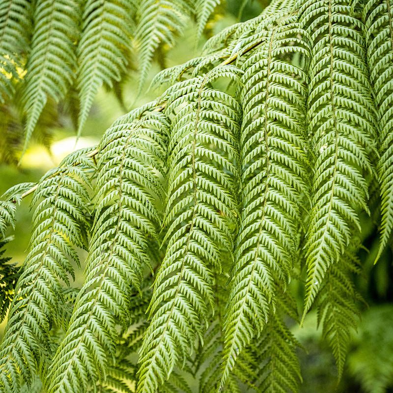 Villa Taranto_Giardini Botanici_Specie Botaniche Rare_DICKSONIA ANTARCTICA