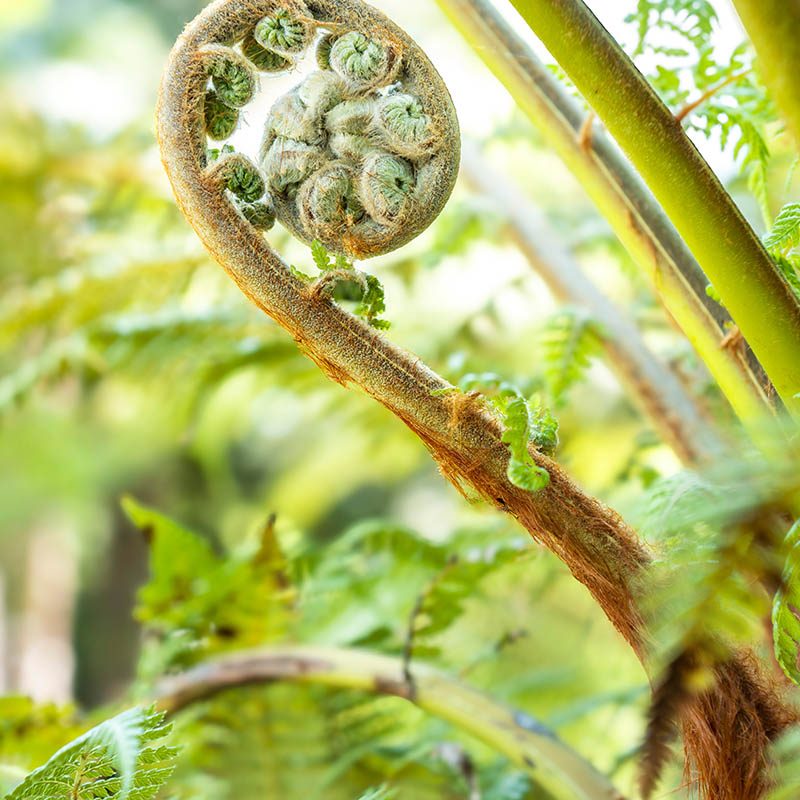 Villa Taranto_Giardini Botanici_Specie Botaniche Rare_DICKSONIA ANTARCTICA