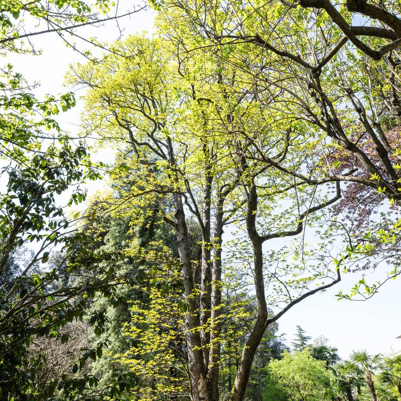 Villa Taranto_Giardini Botanici_Specie Botaniche Rare_EMMENOPTERYS HENRYI