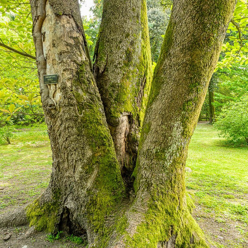 Villa Taranto_Giardini Botanici_Lago Maggiore