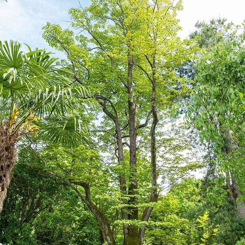 Villa Taranto_Giardini Botanici_Lago Maggiore