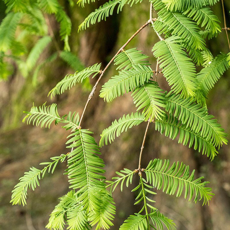Villa Taranto_Giardini Botanici_Specie Botaniche Rare_METASEQUOIA GLYPTOSTROBOIDES