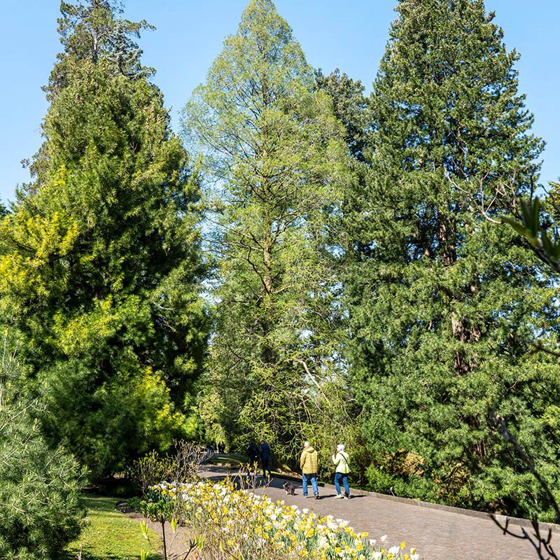 Villa Taranto_Giardini Botanici_Specie Botaniche Rare_METASEQUOIA GLYPTOSTROBOIDES (la pianta al centro)