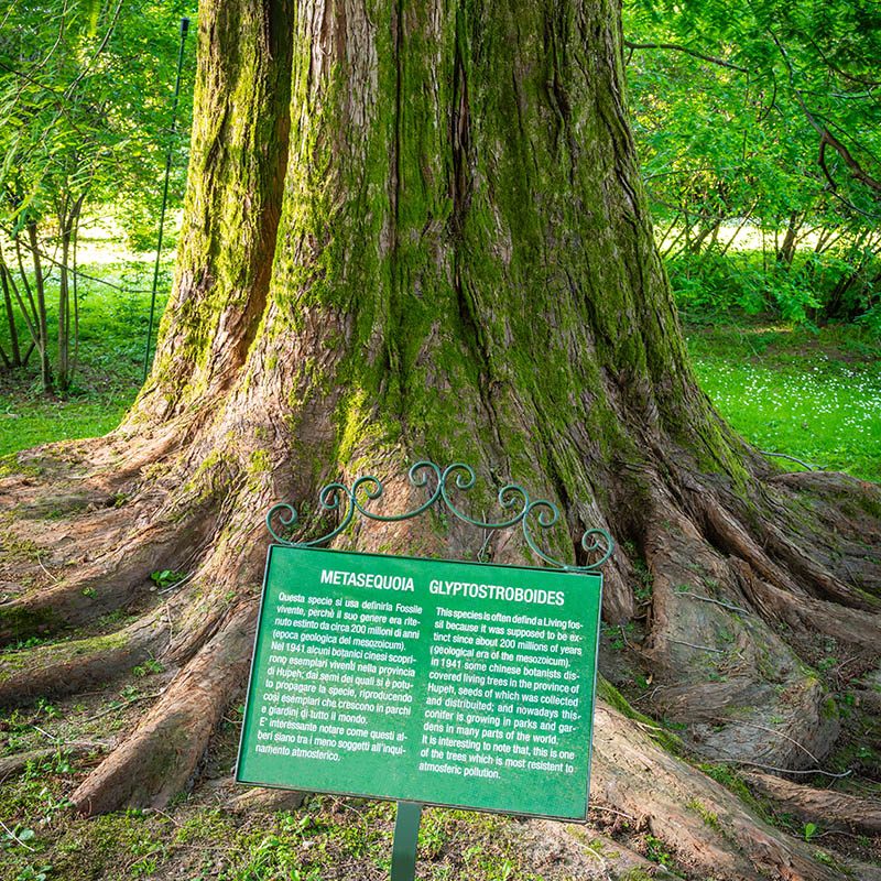 Villa Taranto_Giardini Botanici_Specie Botaniche Rare_METASEQUOIA GLYPTOSTROBOIDES