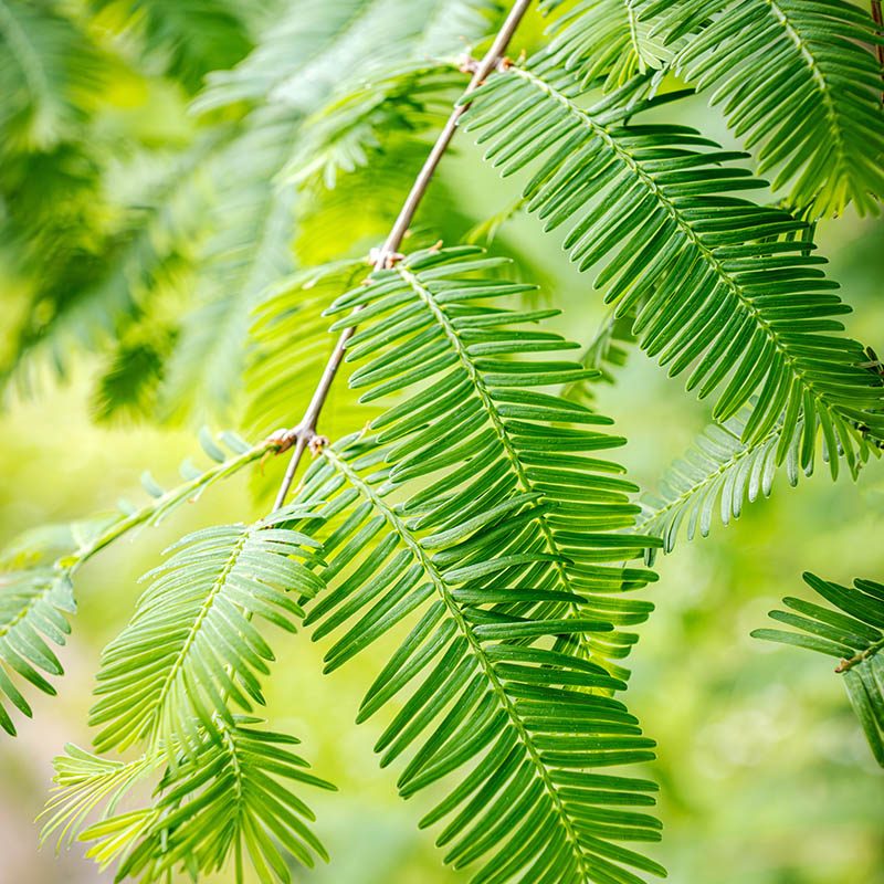 Villa Taranto_Giardini Botanici_Specie Botaniche Rare_METASEQUOIA GLYPTOSTROBOIDES
