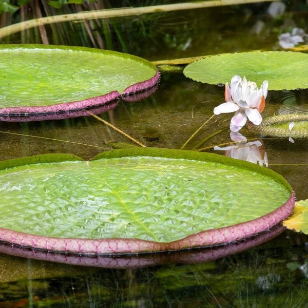 Villa Taranto_Giardini Botanici_Lago Maggiore