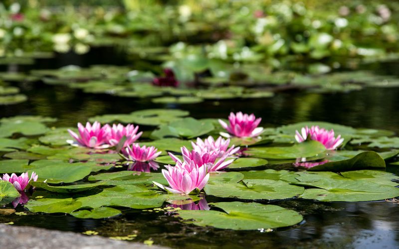 giardini botanici di villa taranto-fior di loto (1)