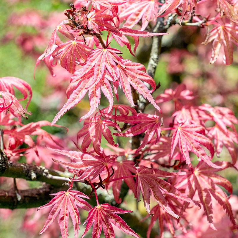 Villa Taranto_Giardini Botanici_Specie Botaniche Rare_ACER PALMATUM CAP. MC EACHARN