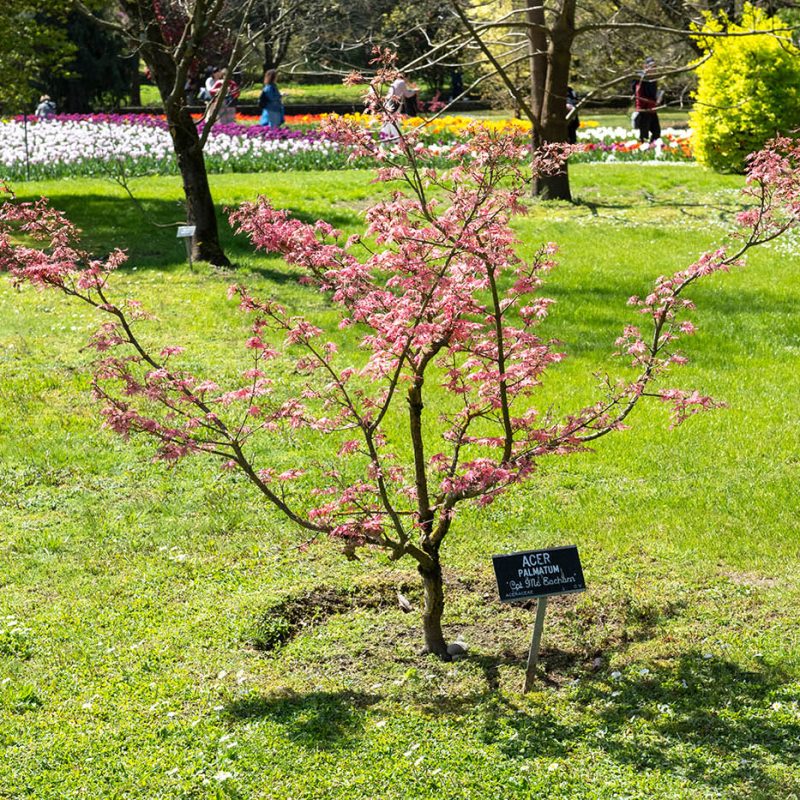 Villa Taranto_Giardini Botanici_Specie Botaniche Rare_ACER PALMATUM CAP. MC EACHARN