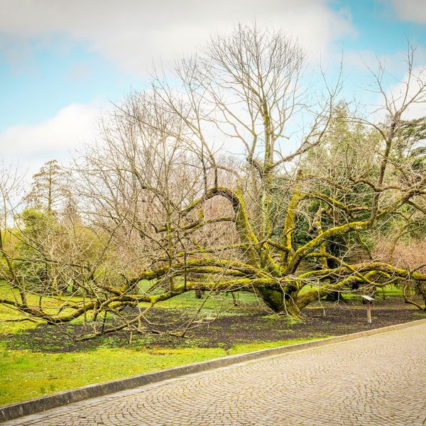 Albero dei fazzoletti_Davidia involucrata_piantata da S.A.R. Don Jaime Infante di Spagna il 5 agosto 1938_Giardini Botanici di Villa Taranto_Verbania_Lago Maggiore_Piemonte