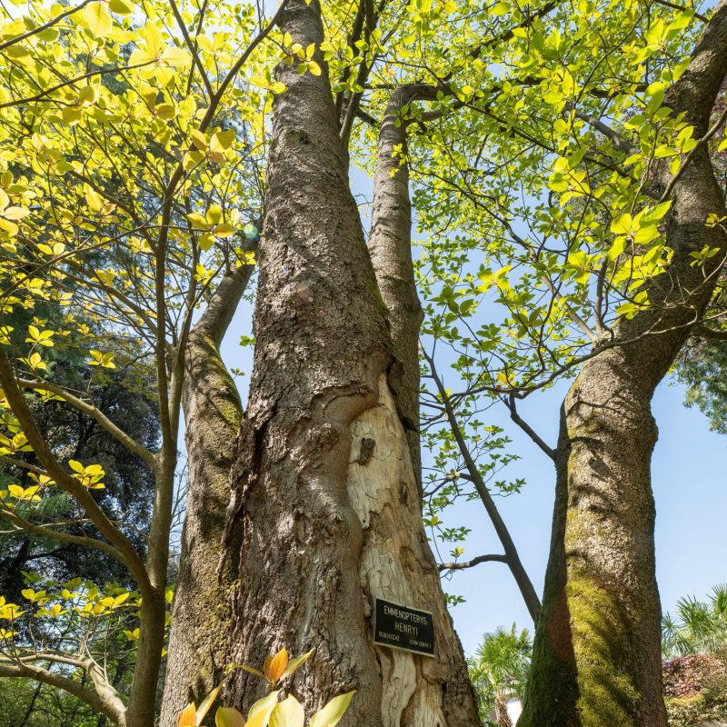 Villa Taranto_Giardini Botanici_Specie Botaniche Rare_EMMENOPTERYS HENRYI